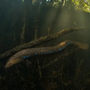 Electric eel + Pangolin